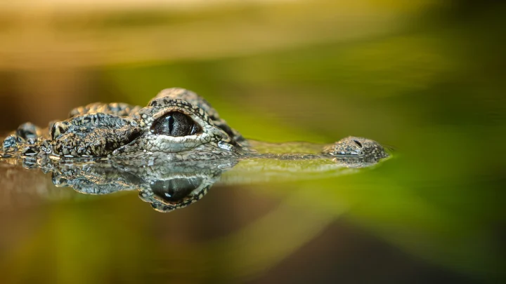 Woman bitten by alligator while swimming in Florida river: Officials