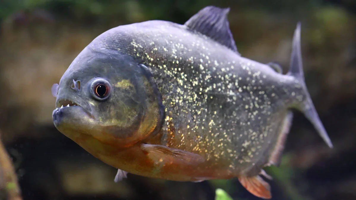 piranha-as-gmh-260812_1786542336571_hpMain_16x9