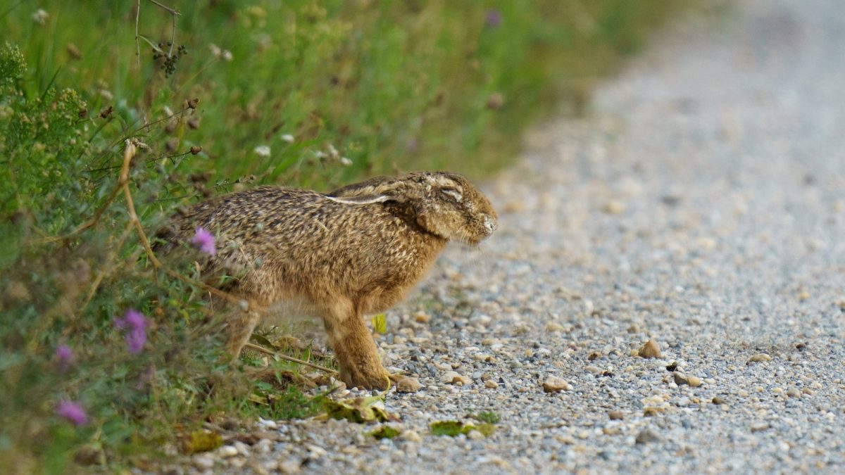 wild-rabbit-as-jef-260803_1785764008423_hpMain_16x9