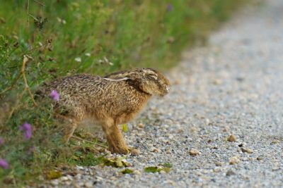 4th case of ‘rabbit fever’ reported in New York. Here’s what to know