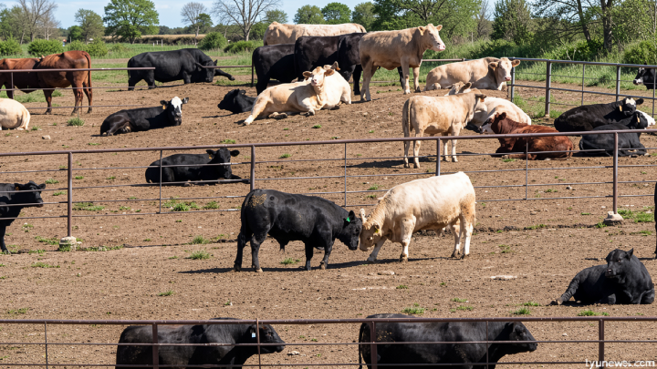 How Trump’s beef plan, tariffs risk alienating farmers, GOP voters