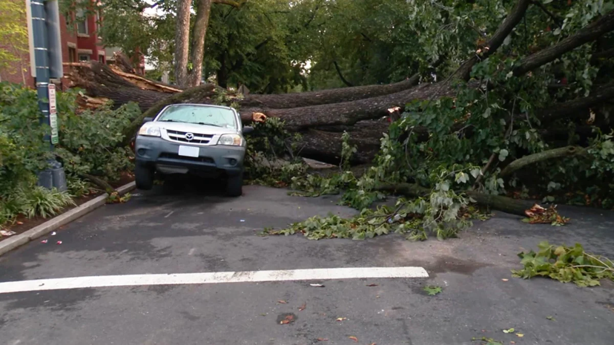 tree-on-car-dc-ht-jt-260905_1788624573224_hpMain_16x9